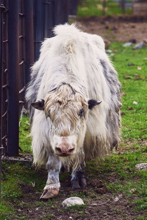 A Beautiful White Yak With Long Hair Walks In An Aviary In A Nature