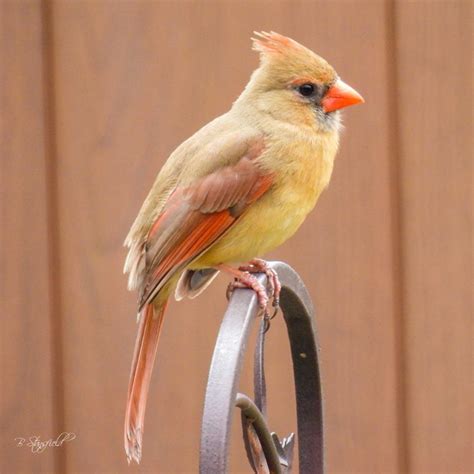 Northern Cardinal In Dayton Ohio Rbirding