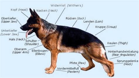 Are German Shepherds Nearsighted