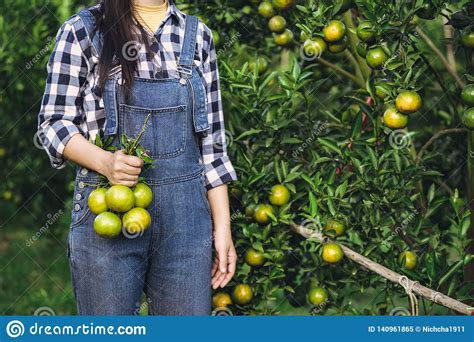 Young Attractive Asian Woman Harvesting Orange Fruit In Organic Farm