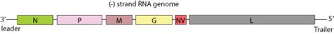 Novirhabdovirus Viralzone