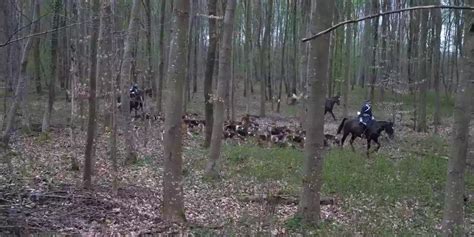 Vidéo La chasse à courre a t elle un avenir Chasse Passion