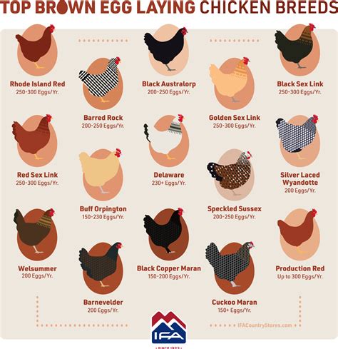 color eggs chickens lay 2