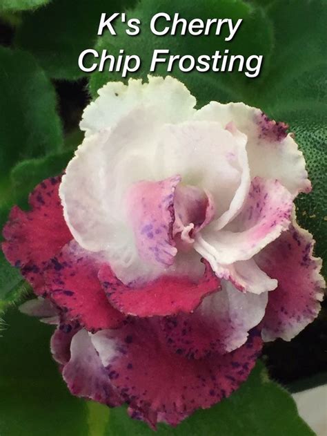 K's Cherry Chip Frosting | African violets, Chips, Frosting