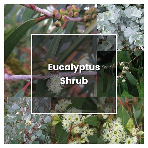 How To Grow Eucalyptus Shrub Plant Care And Tips Norwichgardener