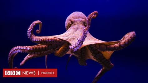 10 Datos Increíbles Sobre Los Pulpos Que Quizá No Conocías Bbc News Mundo