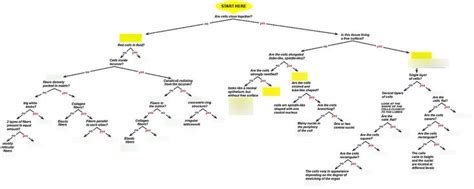 Diagram Of Histology Mind Map Quizlet Mind Map Map Diagram Mindfulness