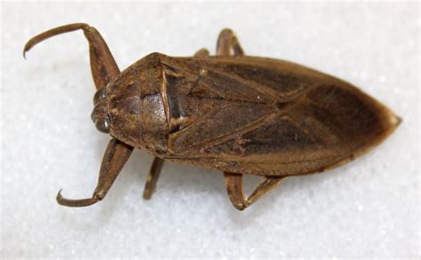 Catalogue Of The Specimens Of Hemiptera Heteroptera In The Collection Of The British Museum Part Viii 3