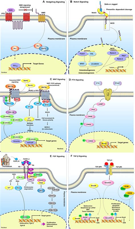 Osteogenesis Regulating Signaling Pathways A Hedgehog Signaling