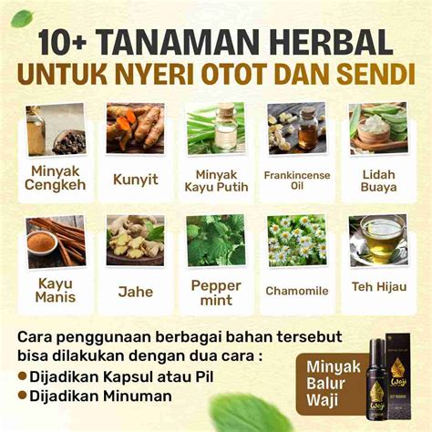 tanaman herbal  nyeri otot  sendi