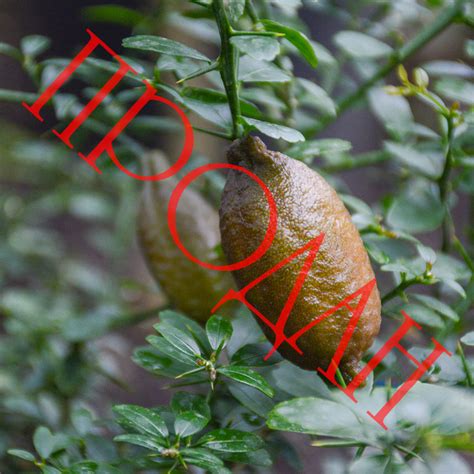 МИКРОЦИТРУС "ФИНГЕР" (АВСТРАЛИЙСКИЙ ПАЛЬЧИКОВЫЙ ЛАЙМ)