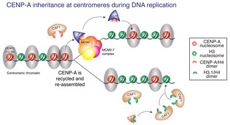 Genes Free Full Text Guarding The Genome Cenp A Chromatin In