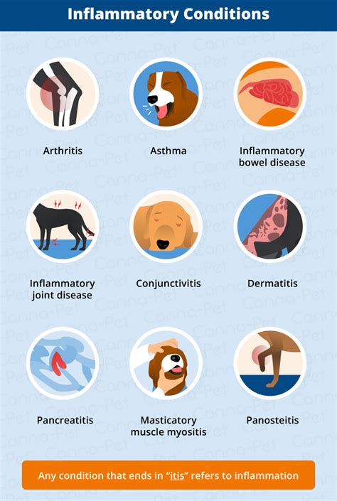 Inflammation in Dogs - Canna-Pet®