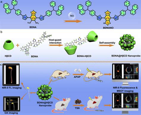 mechanism  bdna   detection   formation
