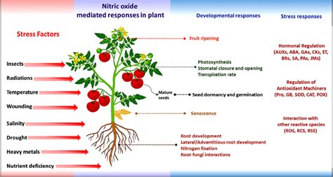 Nitric Oxide No Mediated Responses During Plant Development And Download Scientific Diagram