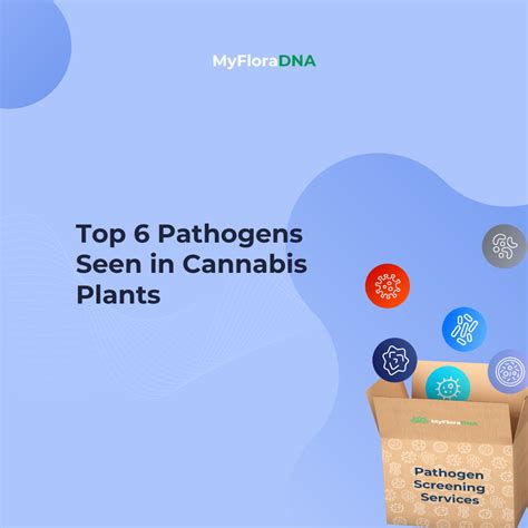 Top 6 Pathogens Seen In Cannabis Plants MyFloraDNA