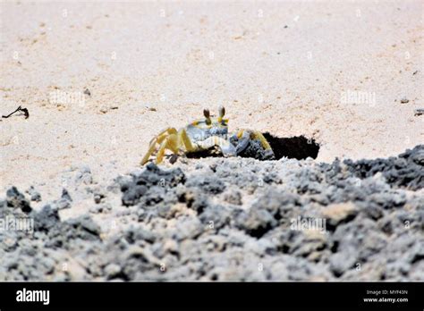Photographs Of Land Crabs Hi Res Stock Photography And Images Alamy