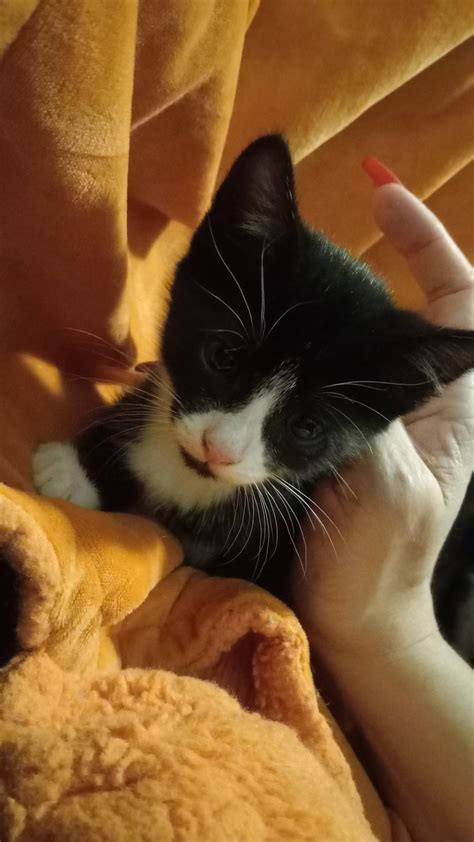 American Shorthair Cats For Sale Vancouver Wa 519013