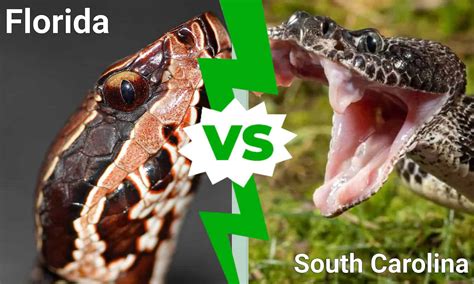 Florida Vs South Carolina Which State Has More Venomous Snakes A Z