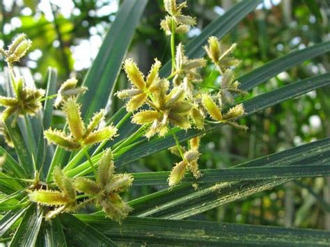 Цветок "Циперус": описание, фото, размножение, уход в домашних условиях ...