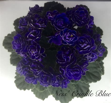 African Violet Care Guide - How to Grow African Violets