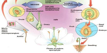 process  fertilization assignment point