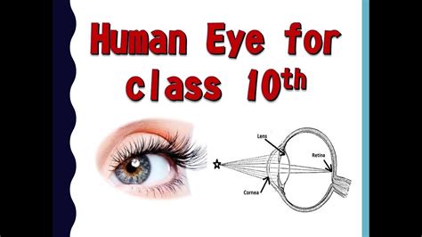 The Human Eye Physics Cbse 10 Only In 10 Minutes Youtube