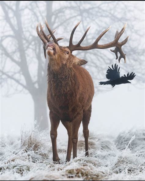 Amazing Nature Gorgeous Stag 🦌 Photo 📸 Junkyardmax
