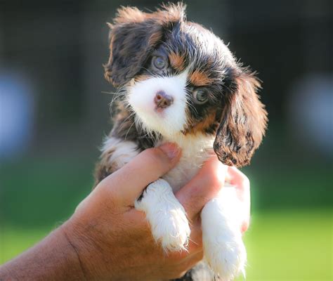 This Chocolate Cavalier Broke My Brain. What I Found Out After? I’m