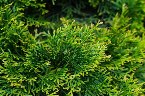 Green Twigs Of Thuja Emerald With Visible Texture Stock Image Image