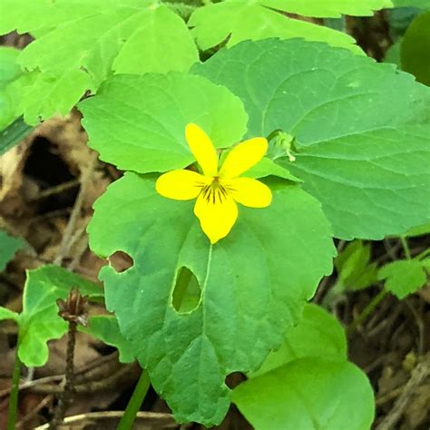Columbia River Gorge Wildflowers - The Outdoor Adventure Kind