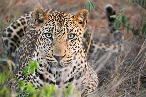 Leopards In Africa