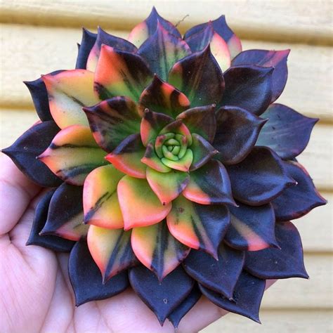 Amazing Succulent Planters Instantly Beautifying Your Home