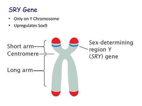 PPT Sex Determination PowerPoint Presentation ID 2095001