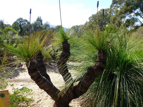 Xanthorrhoea Johnsonii Grass Tree Gardening With Angus