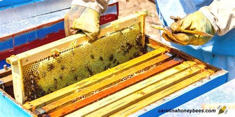 Is Beeswax Edible Carolina Honeybees