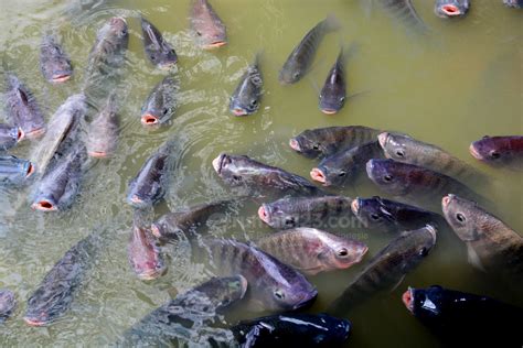 5 Cara Budidaya Ikan Nila Agar Cepat Panen Ternyata Mudah