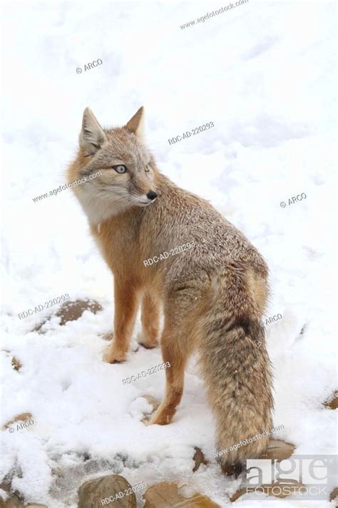 Swift Fox, Vulpes velox, Stock Photo, Picture And Rights Managed Image ...