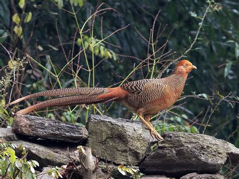 Yellow Pheasant