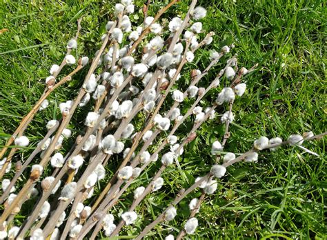 Dried Pussy Willow Branches Natural Flower Arrangement Etsy