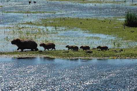 Fauna E Flora Do Pampa - Fauna do Pampa | Bioma Pampa