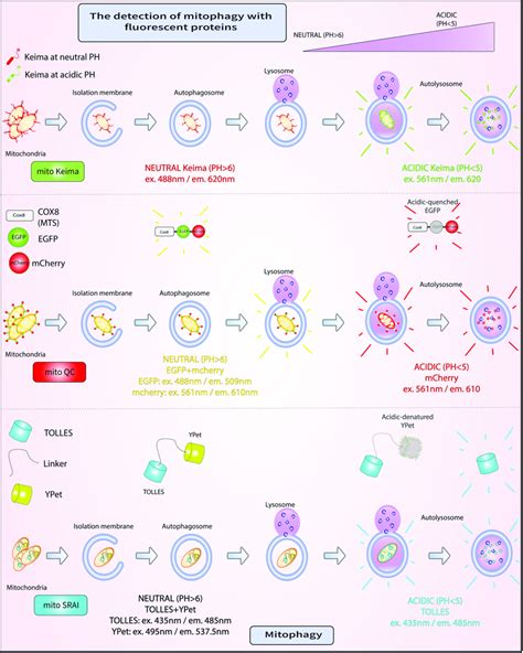 Fluorescent Assays For Mitophagy A Mito Keima Is A Ph Sensitive