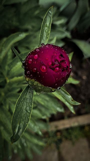 Пион Цветы Капли - Бесплатное фото на Pixabay - Pixabay