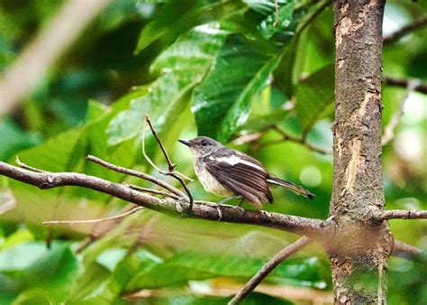 Streaked Bulbul At The Mount Faber Park Singapore Maria Vincent Robinson