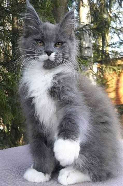 21 Gray Maine Coon Cats You’ll Love - MaineCoon.org
