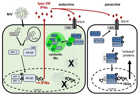 Viruses Free Full Text Nipah Virus Impairs Autocrine IFN Signaling