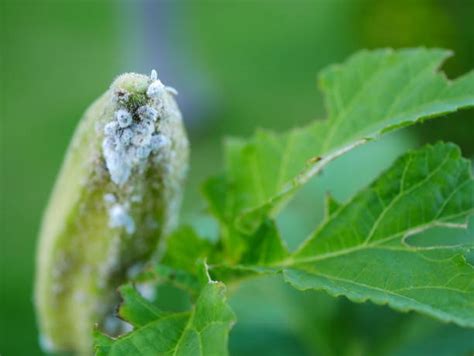 60 Aphids On Hibiscus Stock Photos Pictures And Royalty Free Images