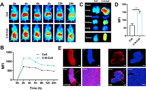 In Vivo Distribution Assay Of C N Ce6 And Immunofluorescence Assays For