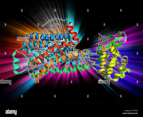 Beta 2 receptors hi-res stock photography and images - Alamy