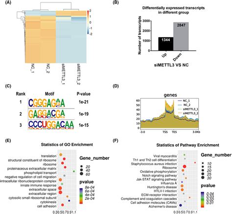 Mettl Mediates M A Modification Changes Of Transcripts In Cfs A